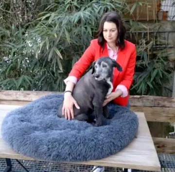 Séance de soin sur chien, Le Mans